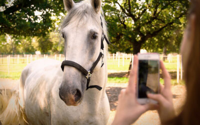 10 Tipps für bessere Pferdefotos mit dem Smartphone
