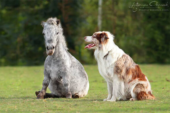 Tiere Mit Namen Und Bilder