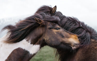 Pferdebücher: Meine 6 Lieblingsbücher rund um artgerechtes Pferdetraining