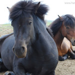 Reiturlaub Island Pferde