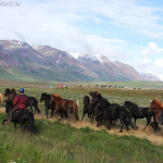 Reiturlaub Island Pferde treiben