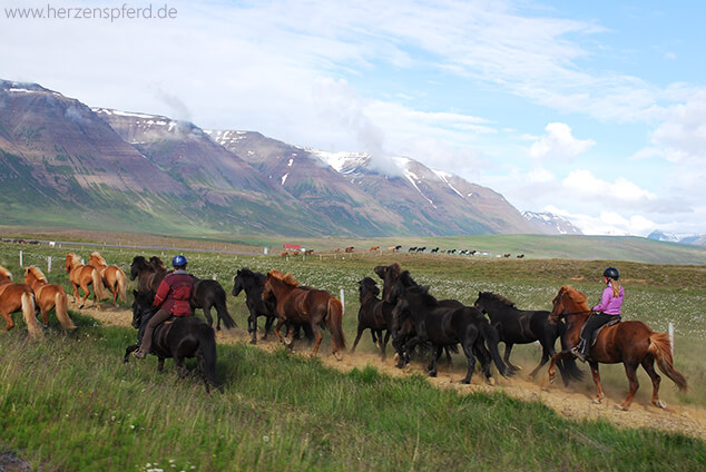 Reiturlaub Island Pferde treiben