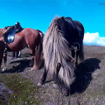 Reiturlaub Island Ponys