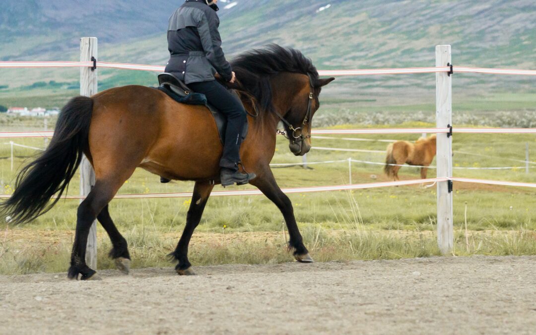 Reiturlaub in Island: Übungen für einen besseren Reitersitz, das Tal der Pferde und die Elfenburg