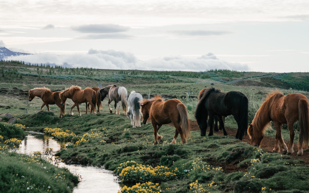 Reiturlaub in Island: meine Empfehlungen und Tipps!