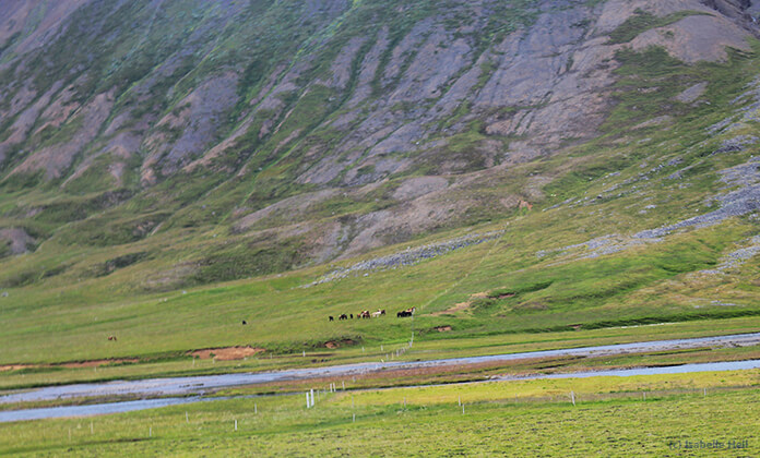 Man sieht ein großes Tal mit Berghängen die bis zu den Wolken reichen. In den Wiesen am Boden des Tals sind viele bunte Punkte - eine kleine Herde von Islandpferden.
