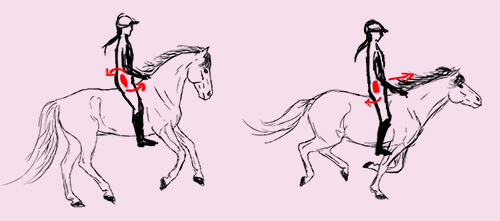 Eine Zeichnung von zwei galoppierenden Pferden mit Reiter. Die Beckenbewegung des Reiters ist mit eingezeichneten Pfeilen verdeutlicht.