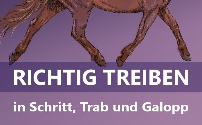 Richtig Treiben In Schritt Trab Und Galopp Herzenspferd