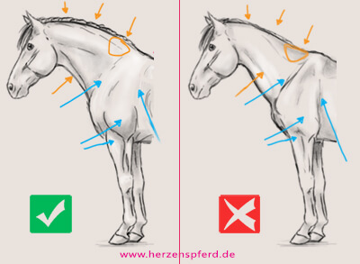 Zwei Zeichnungen vom Hals- und Schulterbereich des Pferdes, einmal mit guter und einmal mit schlechter Muskulatur. Die im Text beschriebenen Merkmale werden visualisiert.