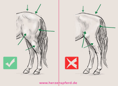 Zwei Zeichnungen von der Hinterhand des Pferdes, einmal mit guter und einmal mit schlechter Muskulatur. Die im Text beschriebenen Merkmale werden visualisiert.