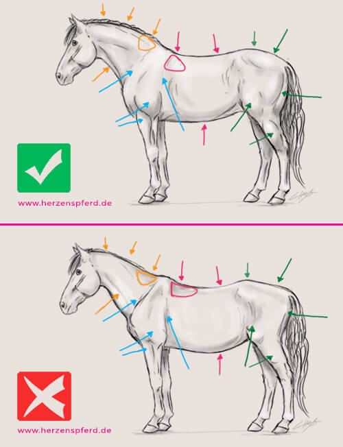 Zwei Zeichnungen eines Pferdes, einmal mit guter und einmal mit schlechter Muskulatur. Die im Text beschriebenen Merkmale werden visualisiert.