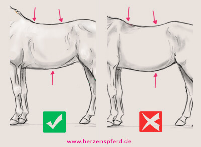 Zwei Zeichnungen von Rücken und Hals des Pferdes, einmal mit guter und einmal mit schlechter Muskulatur. Die im Text beschriebenen Merkmale werden visualisiert.
