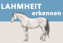 Zeichnung eines Pferdes, das eines seiner Hinterbeine entlastet