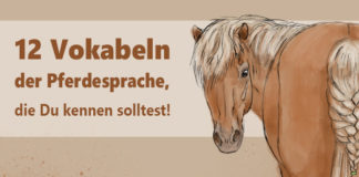12 Vokabeln der Pferdesprache