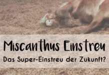 Bild von wälzendem Pferd mit Text "Miscanthus Einstreu - Das Super-Einstreu der Zukunft?"