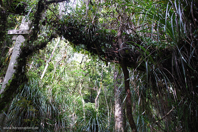 Grün bewachsene Bäume und Lianen auf dem Haruru Falls Track in Neuseeland