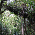 Dschungel-Neuseeland-Haruru-Falls-Track