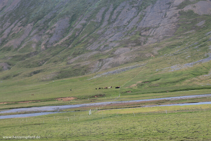 Eine Herde Islandpferde im grünen Tal, im Hintergrund die hohen Berge des Hochlands