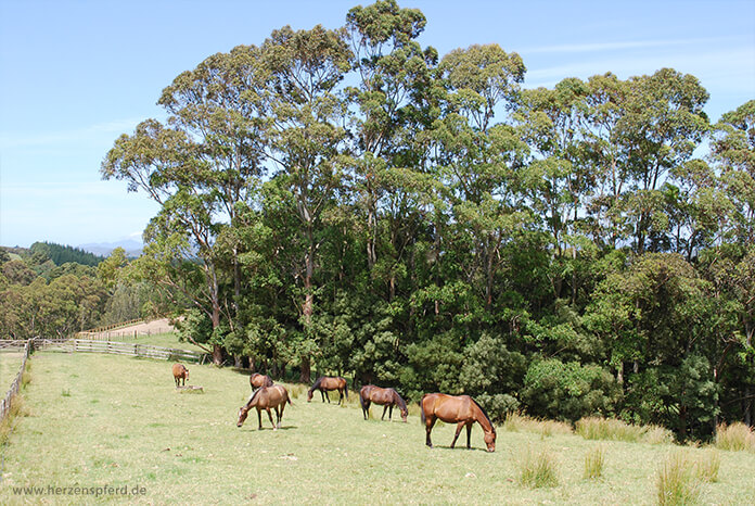 Pferde auf einer weitläufigen, hügeligen Koppel in Neuseeland