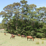 Pferde-Koppel-Neuseeland-Horsetrekn