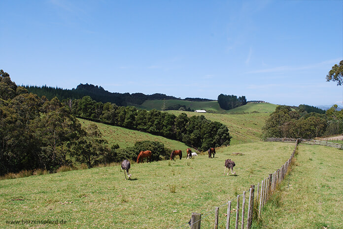 Pferde und Strauße auf einer weitläufigen, hügeligen Koppel in Neuseeland