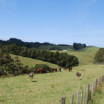 Pferde-Neuseeland-Horsetrekn