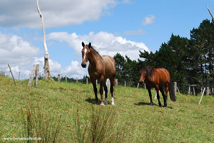 Zwei neugierig blickende Pferde auf einer Koppel in Neuseeland