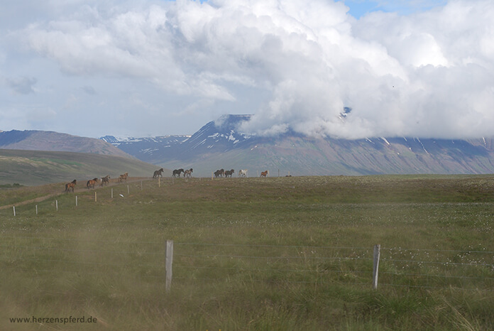 Eine Reihe von Islandpferden läuft hintereinander eine Wiese hoch in Richtung Hochland