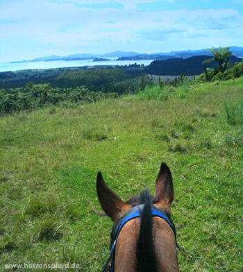 Aussicht auf das Meer und die Buchten der Bay of Islands zwischen den Ohren eines Pferdes hindurch