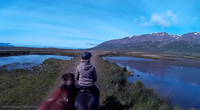 Reiterin mit Islandpferden zwischen zwei Seen im Skagafjord, Island