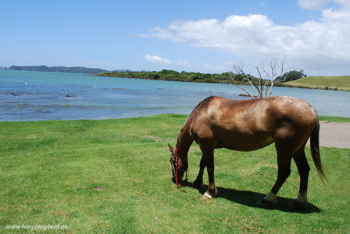 Pferd grast auf Wiese am Meer in Neuseeland
