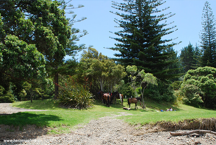 Pferde und Reiter machen Pause im Schatten eines Baumes am Meer in Neuseeland
