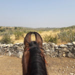 Marwari Pferd Ohren