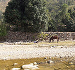 Mittagspause-Fluss-Indien-Reiturlaub