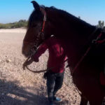 Reiturlaub Indien Marwari Pferd