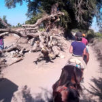 Reiturlaub Indien Marwaris Baum