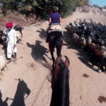 Schafshirte Reiturlaub Indien