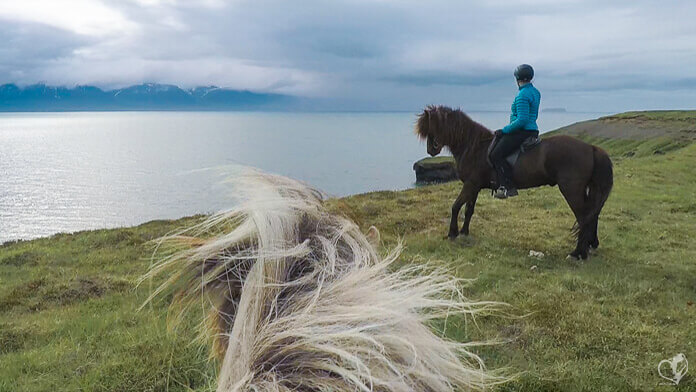 Blick durch die Ohren eines Islandpferdes auf eine Reiterin, die mit ihrem Pferd dicht an den Klippen entlangreitet.