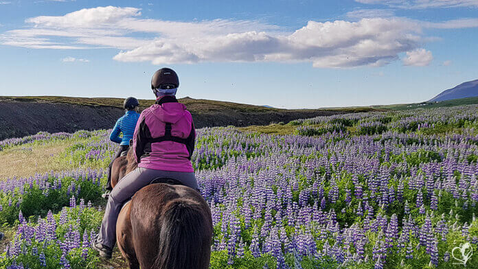 Zwei Reiterinnen auf Islandpferden reiten durch ein Meer aus violetten Lupinien.