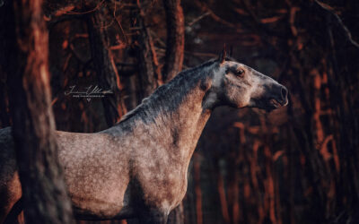 10 Tipps, wie Du Dein Pferd perfekt fotografierst!