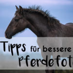 Header-Pferdefotos-Tipps