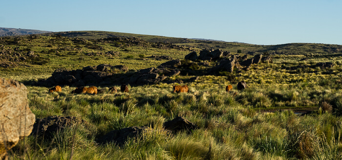Eine Herde Pferde im Grasland. Das Gras ist so hoch, dass man nur ihre Rücken und Köpfe sehen kann.
