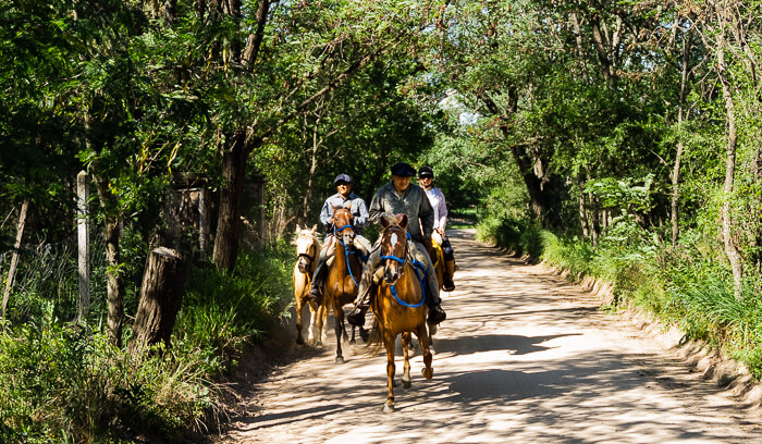 Eine Gruppe Reiter im Paso Llano auf einem breiten Sandweg zwischen Bäumen.