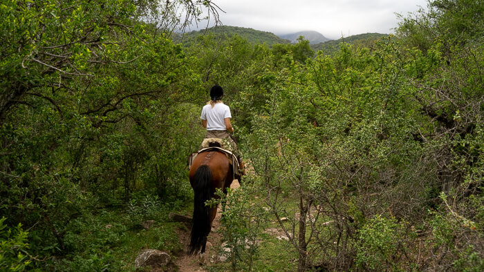 Eine Reiterin auf einem schmalen Pfad zwischen dichten Büschen.