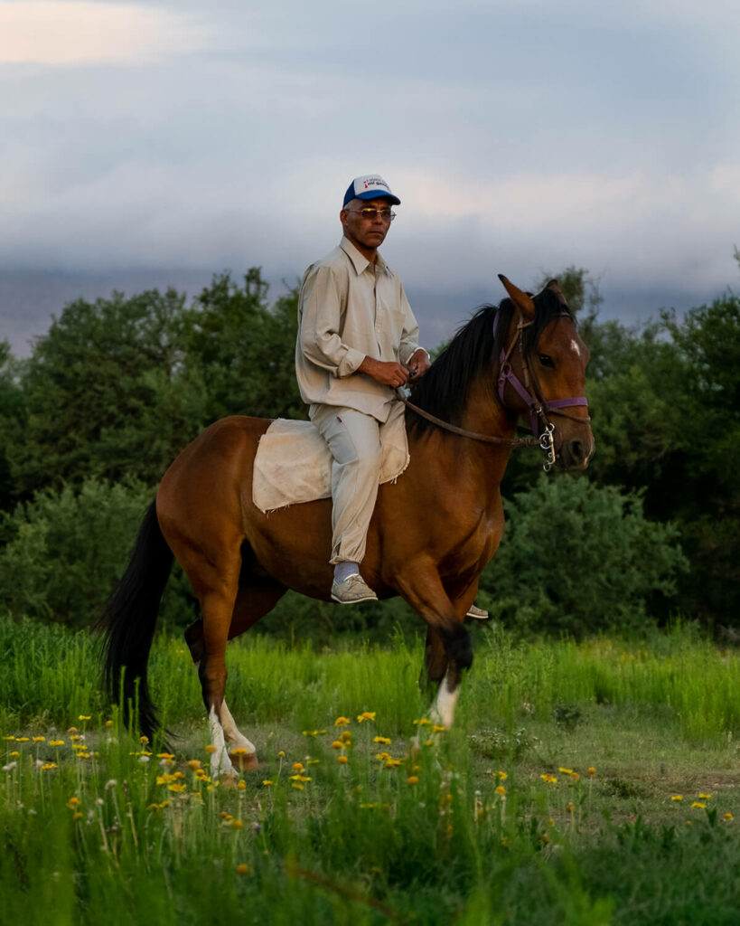 Ein Paso Peruano mit Reiter ohne Sattel im Paso Llano.