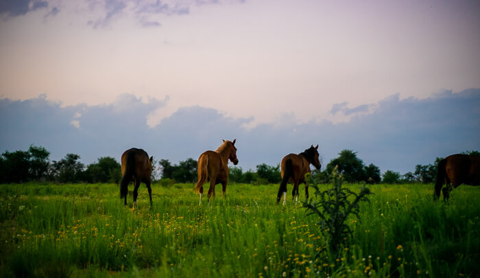 Vier Pferde laufen auf ihrer weitläufigen Koppel in den Sonnenuntergang.