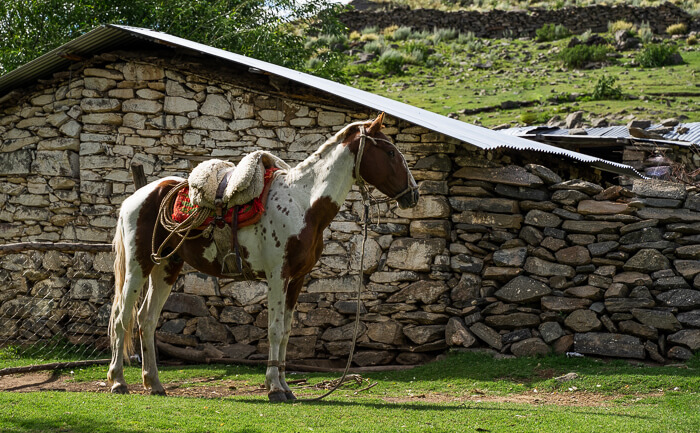 Ein geschecktes Criollo Pferd vor einem grob gemauerten Bauernhaus.