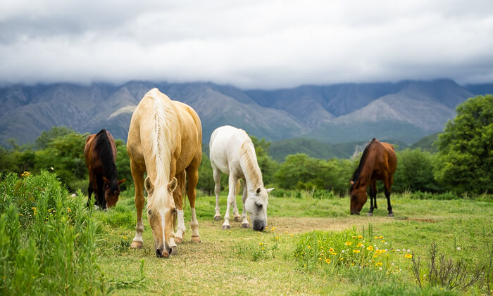 Eine Herde Paso Peruanos frisst Gras auf einer Koppel, die so groß ist, dass man keine Umzäunung sieht.