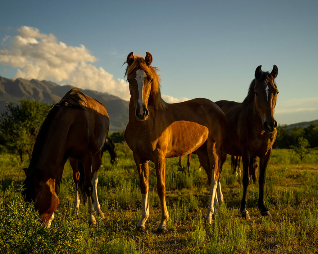 Drei Paso Peruano Pferde auf der Koppel, zwei schauen neugierig in die Kamera