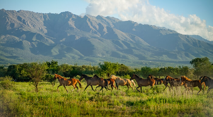 Eine Herde Pferde trabt über eine weite Ebene, im Hintergrund sieht man die Berge.